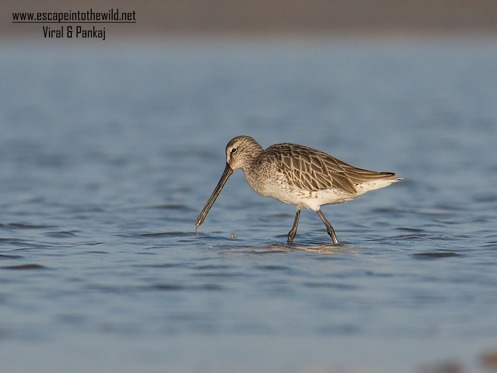 Asian Dowitcher 
